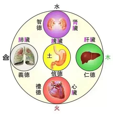 肝屬木|臟腑